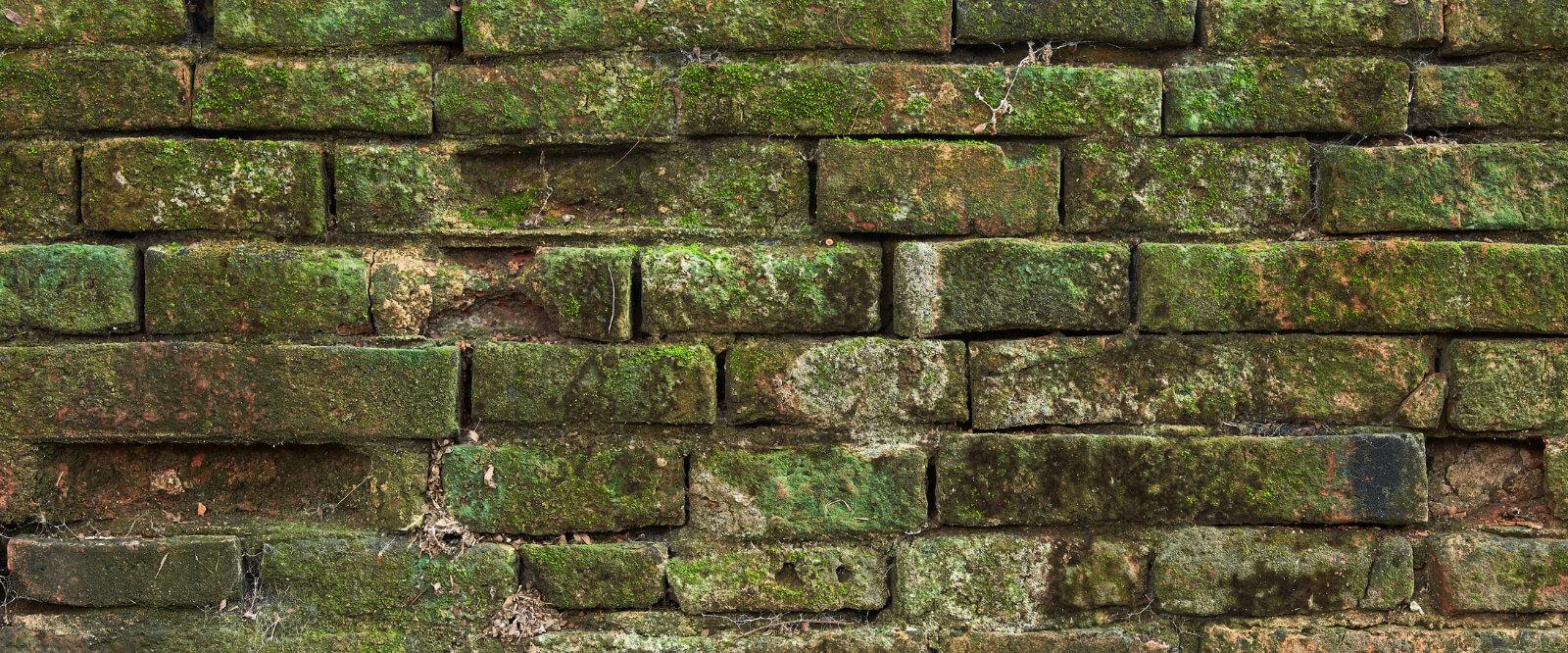 외벽에 가장 적합한 조류 클리너는 무엇입니까?