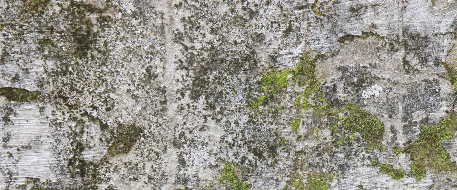 정원 타일용 블랙 스폿 제거제; 비늘 이끼에게 영원히 작별 인사를하십시오!